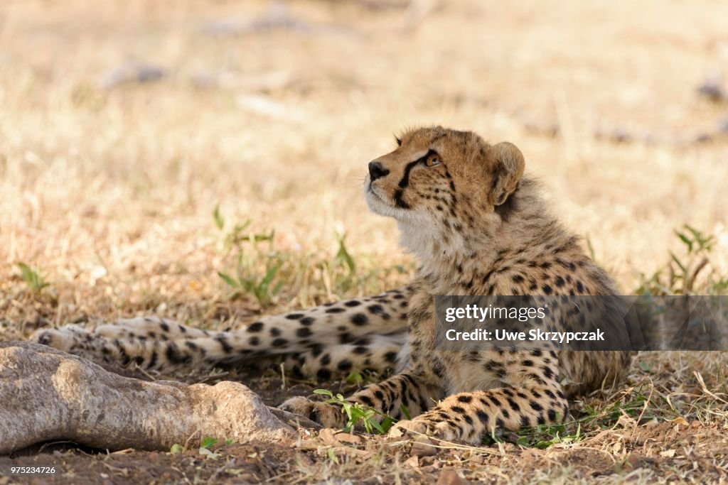 Young cheetah (Acinonyx jubatus), sitting in the shade, Maasai Mara National Reserve, Narok County, Kenya