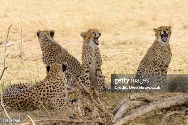 young cheetahs (acinonyx jubatus), sitting in the shade, maasai mara national reserve, narok county, kenya - narok ストックフォトと画像