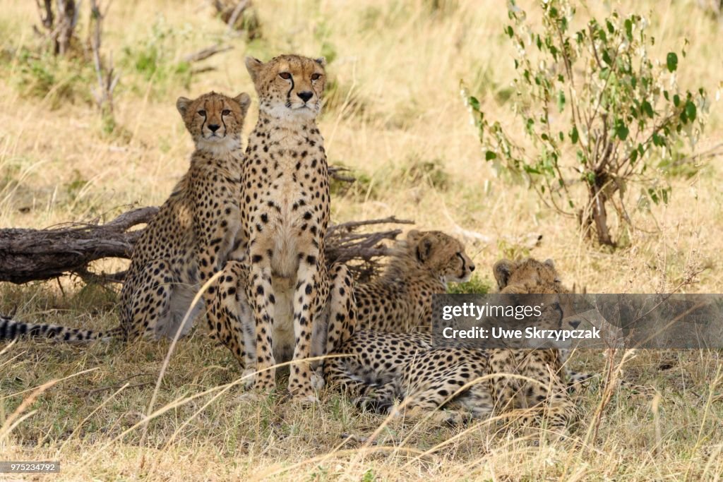 Cheetahs (Acinonyx jubatus), female, with young, Maasai Mara National Reserve, Narok County, Kenya