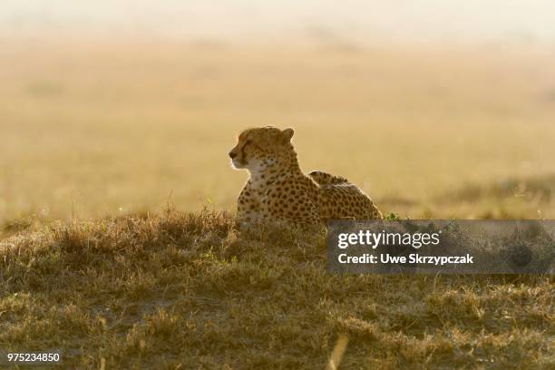 cheetah (acinonyx jubatus), in the morning, backlit, maasai mara national reserve, narok county, kenya - narok fotografías e imágenes de stock