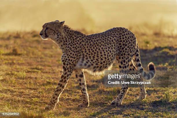 cheetah (acinonyx jubatus) in the morning light, maasai mara national reserve, narok county, kenya - narok stockfoto's en -beelden