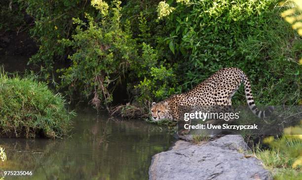 cheetah (acinonyx jubatus) by the riverbed, drinking, maasai mara national reserve, narok county, kenya - narok fotografías e imágenes de stock