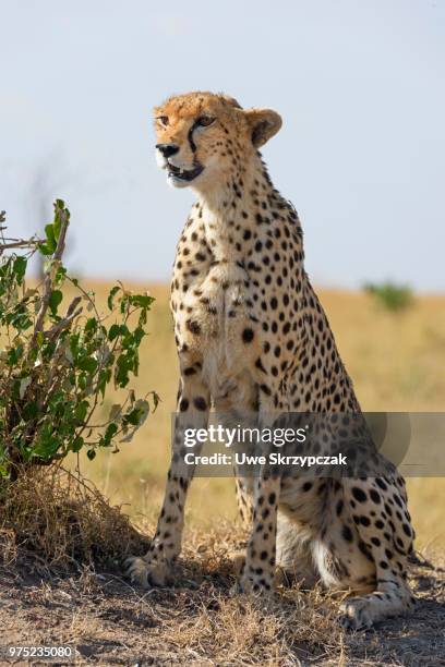 cheetah (acinonyx jubatus), sitting, maasai mara national reserve, narok county, kenya - narok ストックフォトと画像