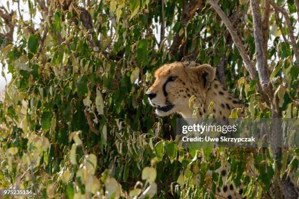 cheetah (acinonyx jubatus), looking for prey, hiding, maasai mara national reserve, narok county, kenya - narok stockfoto's en -beelden