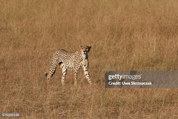 female cheetah (acinonyx jubatus) roaming the grasslands, maasai mara national reserve, narok county, kenya - narok stockfoto's en -beelden