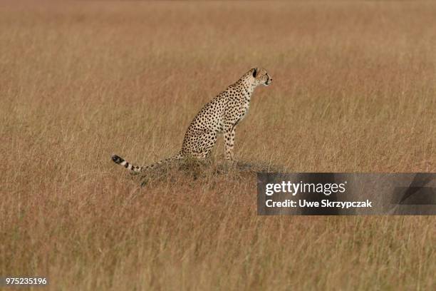 cheetah (acinonyx jubatus) sitting on a termite mound, grasslands with red oat grasses, maasai mara national reserve, narok county, kenya - narok fotografías e imágenes de stock