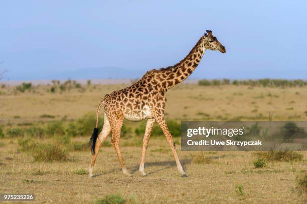 masai giraffe (giraffa camelopardalis), young animal, masai mara national reserve, narok county, kenya - narok fotografías e imágenes de stock