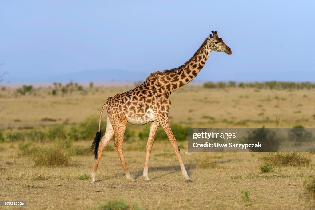 Masai giraffe (Giraffa camelopardalis), young animal, Masai Mara National Reserve, Narok County, Kenya