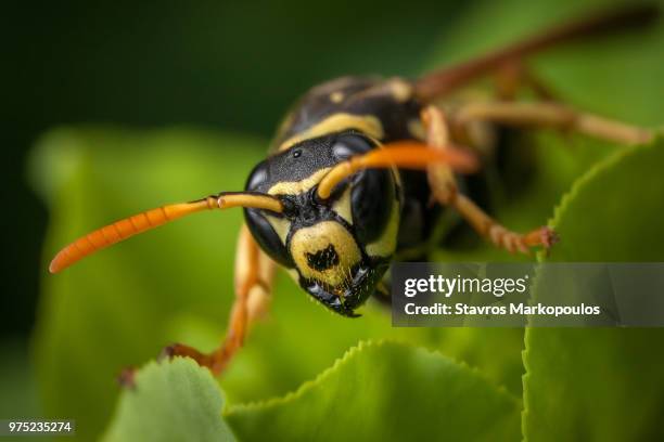 polistes - polistes wasps stock pictures, royalty-free photos & images