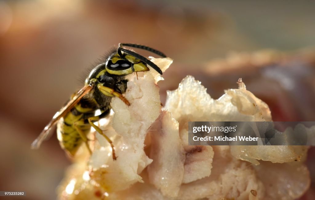 European wasp (Vespula germanica), sitting and feeding on fried bacon, Germany