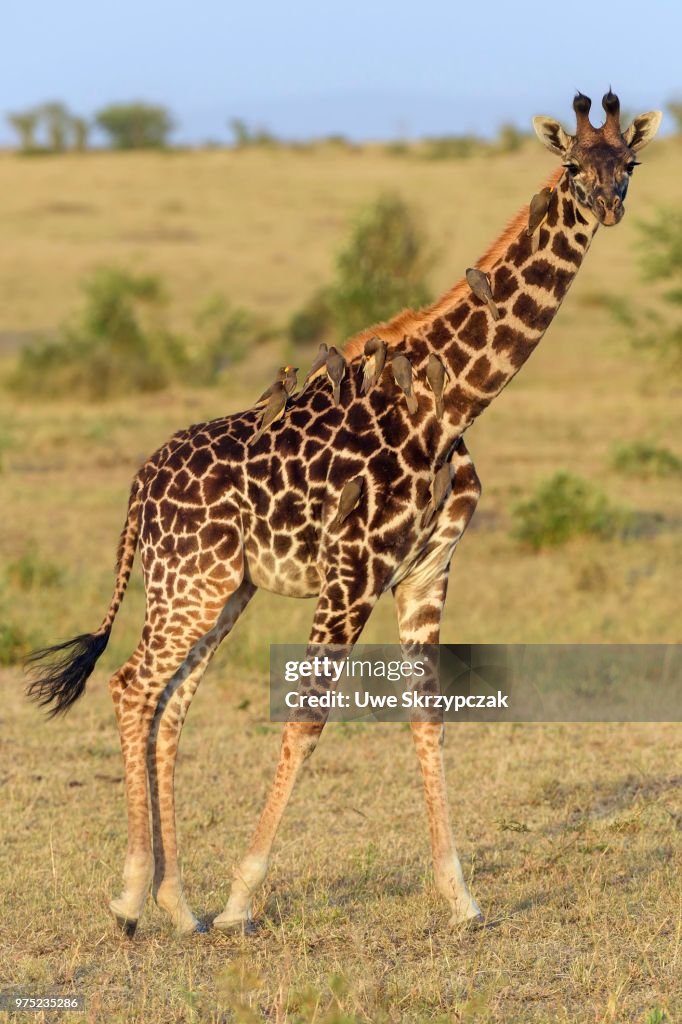 Masai giraffe (Giraffa camelopardalis), young animal with red-billed oxpeckers (Buphagus erythrorhynchus) on its neck, Masai Mara National Reserve, Narok County, Kenya