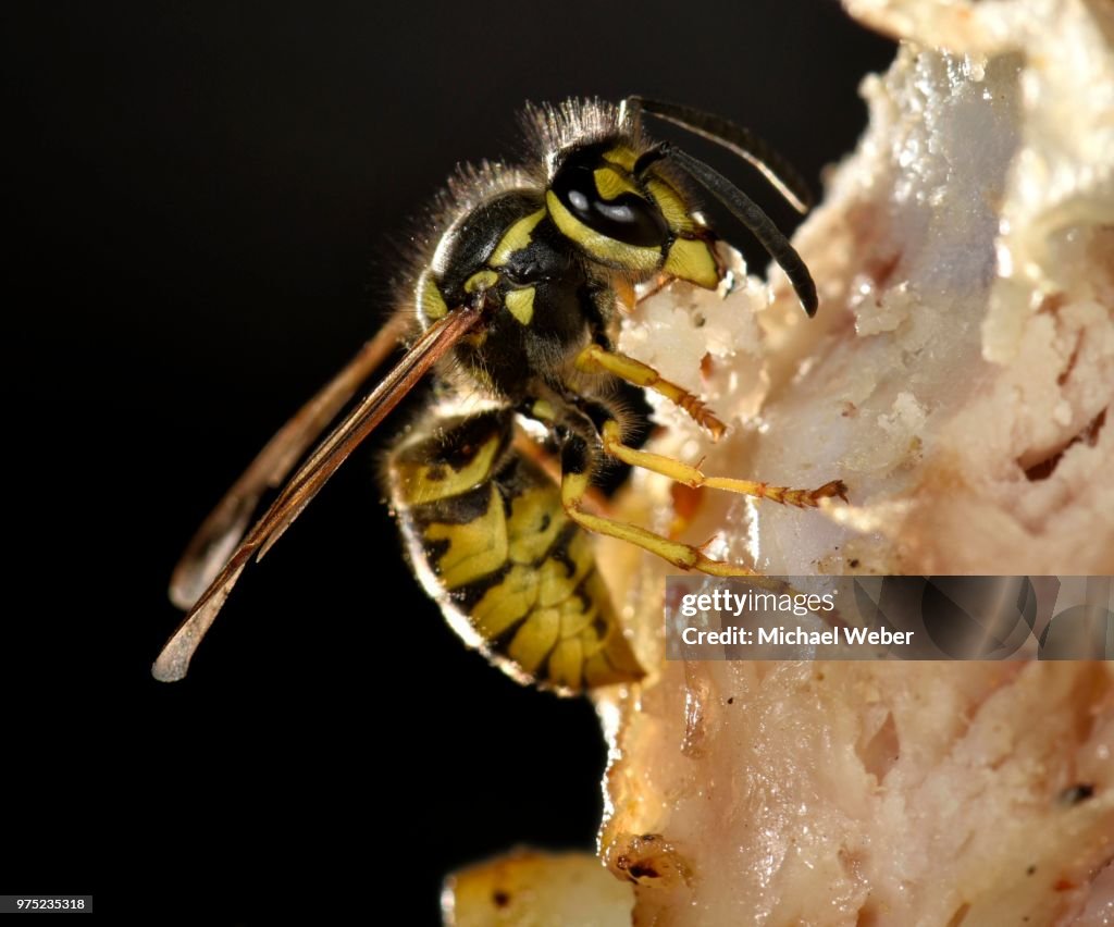 European wasp (Vespula germanica), sitting and feeding on fried bacon, Germany