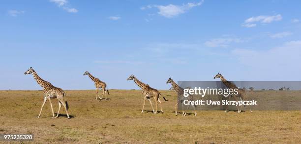 savannah with masai giraffes (giraffa camelopardalis), masai mara national reserve, narok county, kenya - narok stockfoto's en -beelden