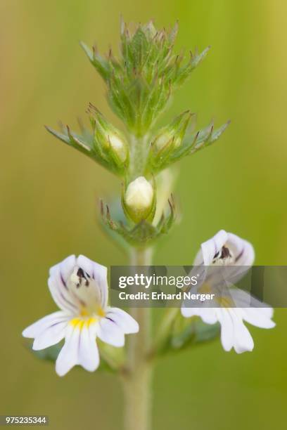 eyebright (euphrasia officinalis), emsland, lower saxony, germany - euphrasia stock pictures, royalty-free photos & images