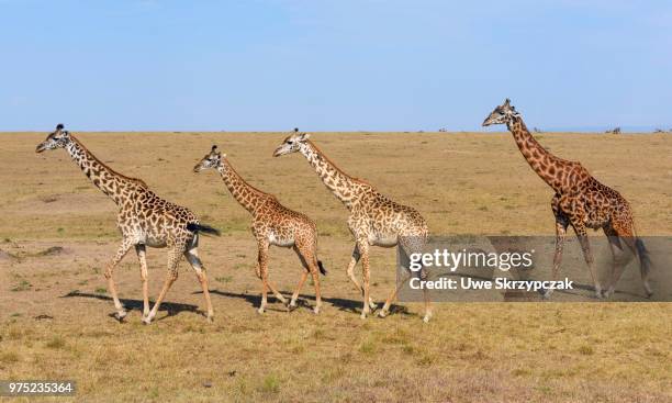 savannah with masai giraffes (giraffa camelopardalis), masai mara national reserve, narok county, kenya - narok fotografías e imágenes de stock