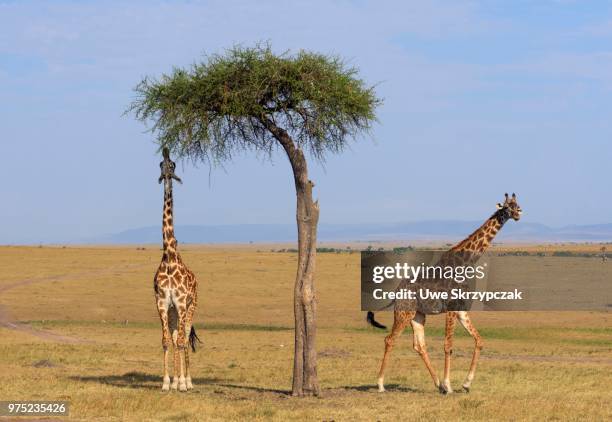 masai giraffes (giraffa camelopardalis), feeding on a great acacia tree, masai mara national reserve, narok county, kenya - narok ストックフォトと画像