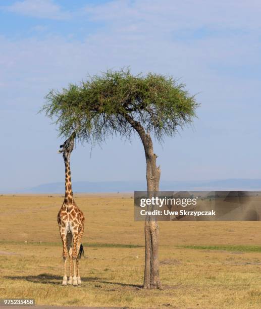 masai giraffes (giraffa camelopardalis), feeding on a great acacia tree, masai mara national reserve, narok county, kenya - vachellia tortilis stockfoto's en -beelden