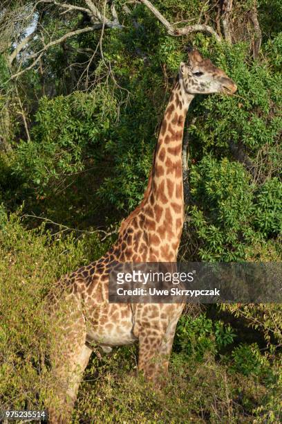 masai giraffe (giraffa camelopardalis) amongst bushes, masai mara national reserve, narok county, kenya - narok ストックフォトと画像