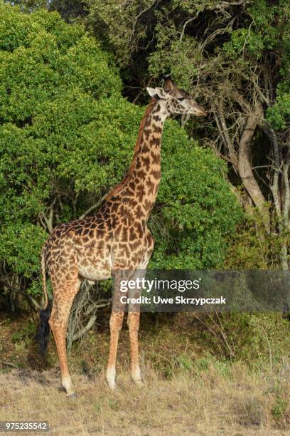 masai giraffe (giraffa camelopardalis) in front of bushes, masai mara national reserve, narok county, kenya - narok ストックフォトと画像