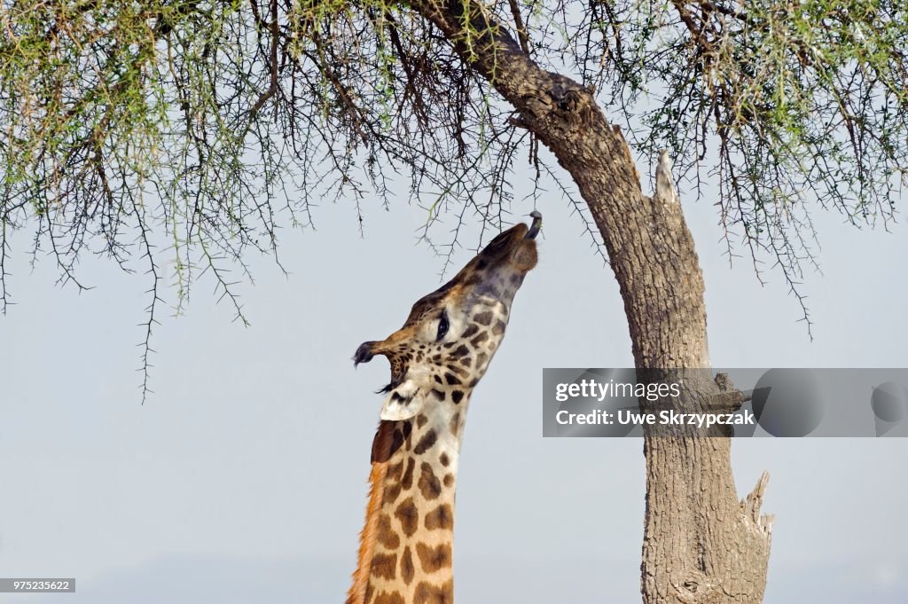 Masai giraffe (Giraffa camelopardalis) feeding on a great acacia tree, Masai Mara National Reserve, Narok County, Kenya