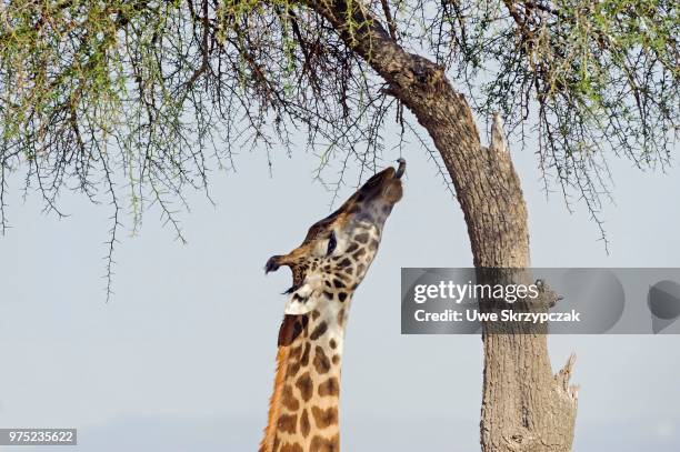 masai giraffe (giraffa camelopardalis) feeding on a great acacia tree, masai mara national reserve, narok county, kenya - narok stockfoto's en -beelden