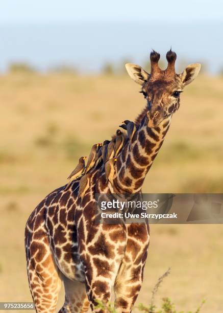 masai giraffe (giraffa camelopardalis), young animal with red-billed oxpeckers (buphagus erythrorhynchus) on its neck, masai mara national reserve, narok county, kenya - narok stockfoto's en -beelden