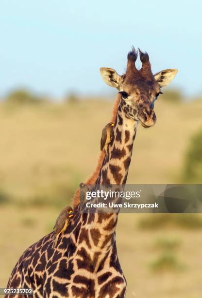 masai giraffe (giraffa camelopardalis), young animal with red-billed oxpeckers (buphagus erythrorhynchus) on its neck, masai mara national reserve, narok county, kenya - picoteador de pico rojo fotografías e imágenes de stock