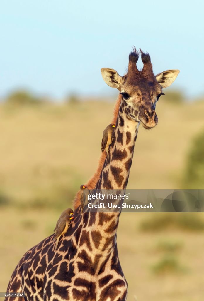Masai giraffe (Giraffa camelopardalis), young animal with red-billed oxpeckers (Buphagus erythrorhynchus) on its neck, Masai Mara National Reserve, Narok County, Kenya