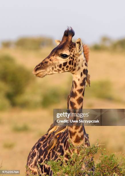 masai giraffe (giraffa camelopardalis), young animal with red-billed oxpeckers (buphagus erythrorhynchus) on its neck, masai mara national reserve, narok county, kenya - narok fotografías e imágenes de stock