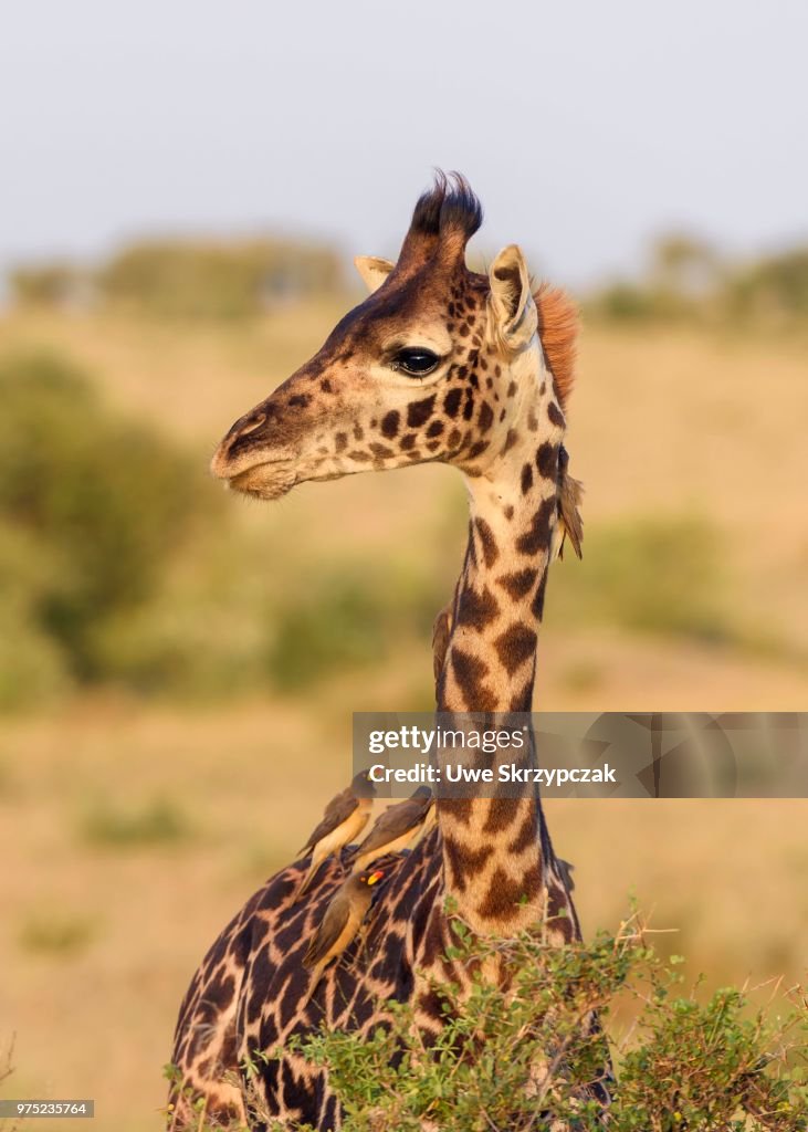 Masai giraffe (Giraffa camelopardalis), young animal with red-billed oxpeckers (Buphagus erythrorhynchus) on its neck, Masai Mara National Reserve, Narok County, Kenya