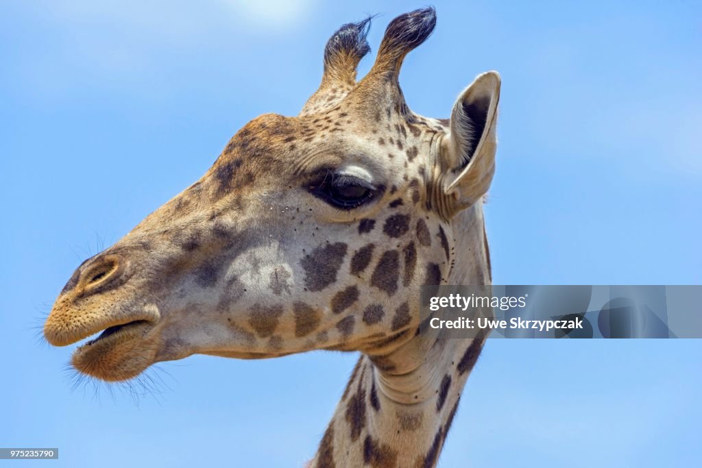 Masai giraffe (Giraffa camelopardalis), portrait, Masai Mara National Reserve, Narok County, Kenya