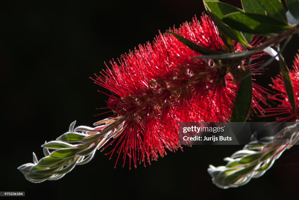 Bottlebrush