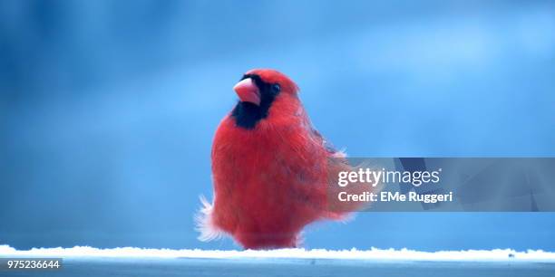 blue and red - blue cardinal bird stock pictures, royalty-free photos & images