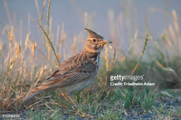 crested lark (galerida cristata) standing in the grass with food, lake neusiedl, burgenland, austria - crested lark stock pictures, royalty-free photos & images