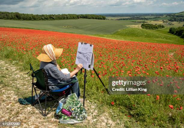 sketching the poppies - poppy outline stock pictures, royalty-free photos & images