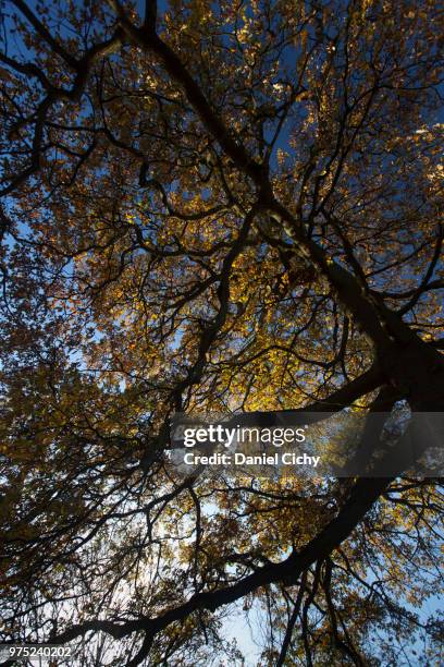 hemel hempstead park at autumn 2012 - hemel hempstead stock-fotos und bilder