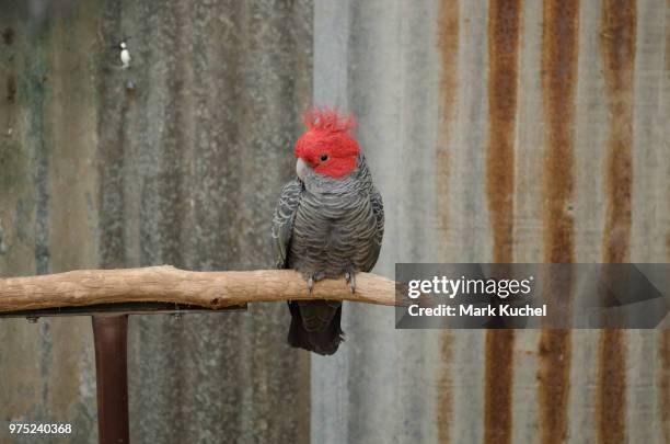 gang-gang cockatoo - cockatoo stock-fotos und bilder