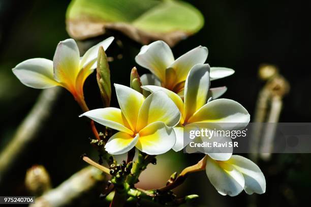 sun drenched plumeria! - sun drenched stock pictures, royalty-free photos & images