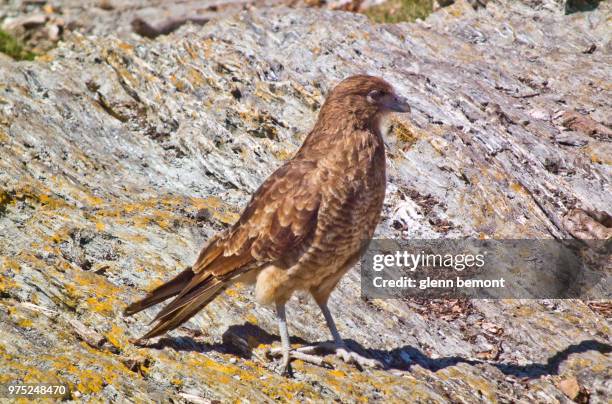 chimango caracara - chimango caracara stock pictures, royalty-free photos & images