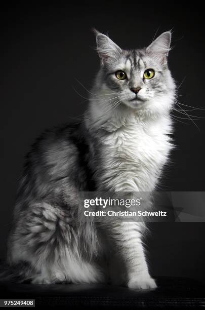 a gray maine coon cat. - purebred cat bildbanksfoton och bilder