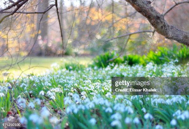 2,983 Almost Spring Stock Photos, High-Res Pictures, and Images - Getty ...