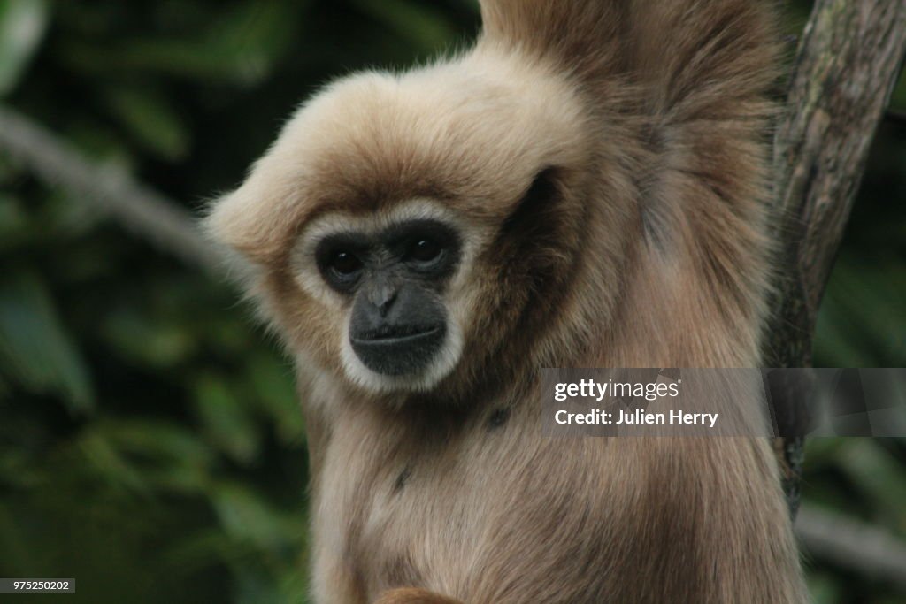 Lar gibbon