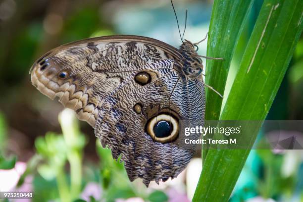 Giant Rift Butterfly 1,904 Giant Butterfly Wings Stock Photos, High-Res Pictures, and Images ...
