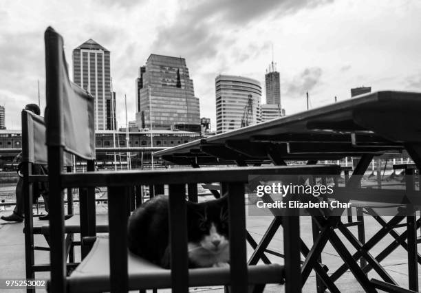 cat on puerto madero - puerto madero fotografías e imágenes de stock