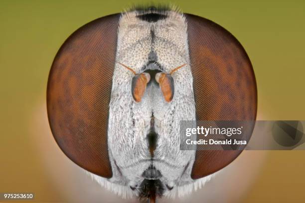 eristalinus aeneus - hoverfly stock pictures, royalty-free photos & images