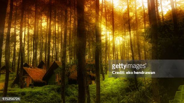 morning glow - hendrawan stock pictures, royalty-free photos & images