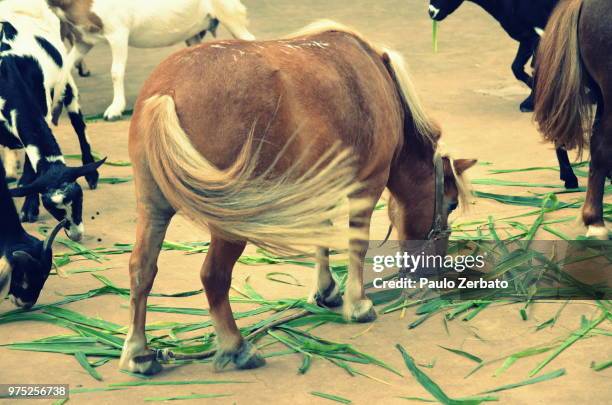 miniature horse - miniature horse stock pictures, royalty-free photos & images