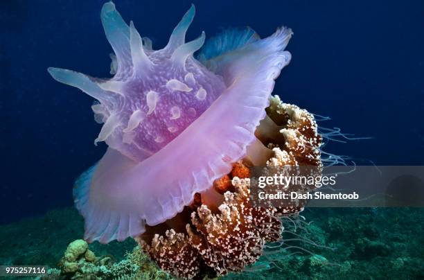 Giant Jelly Fish