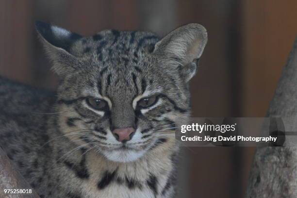 geoffroy-katze - katze stock pictures, royalty-free photos & images