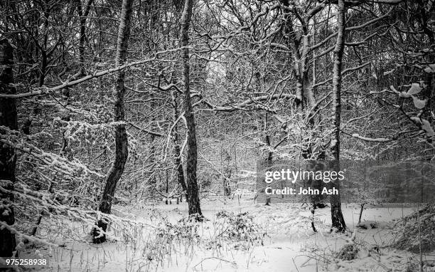 hookstone wood black and white - white ash bildbanksfoton och bilder